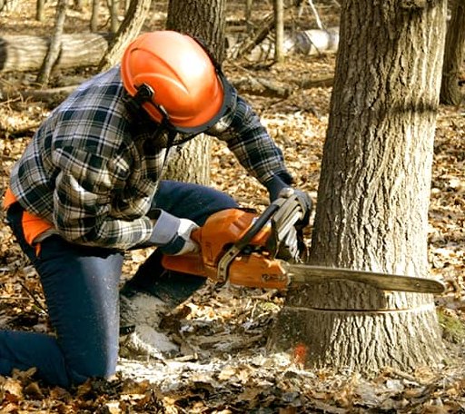 Tree Removal in Forest, VA